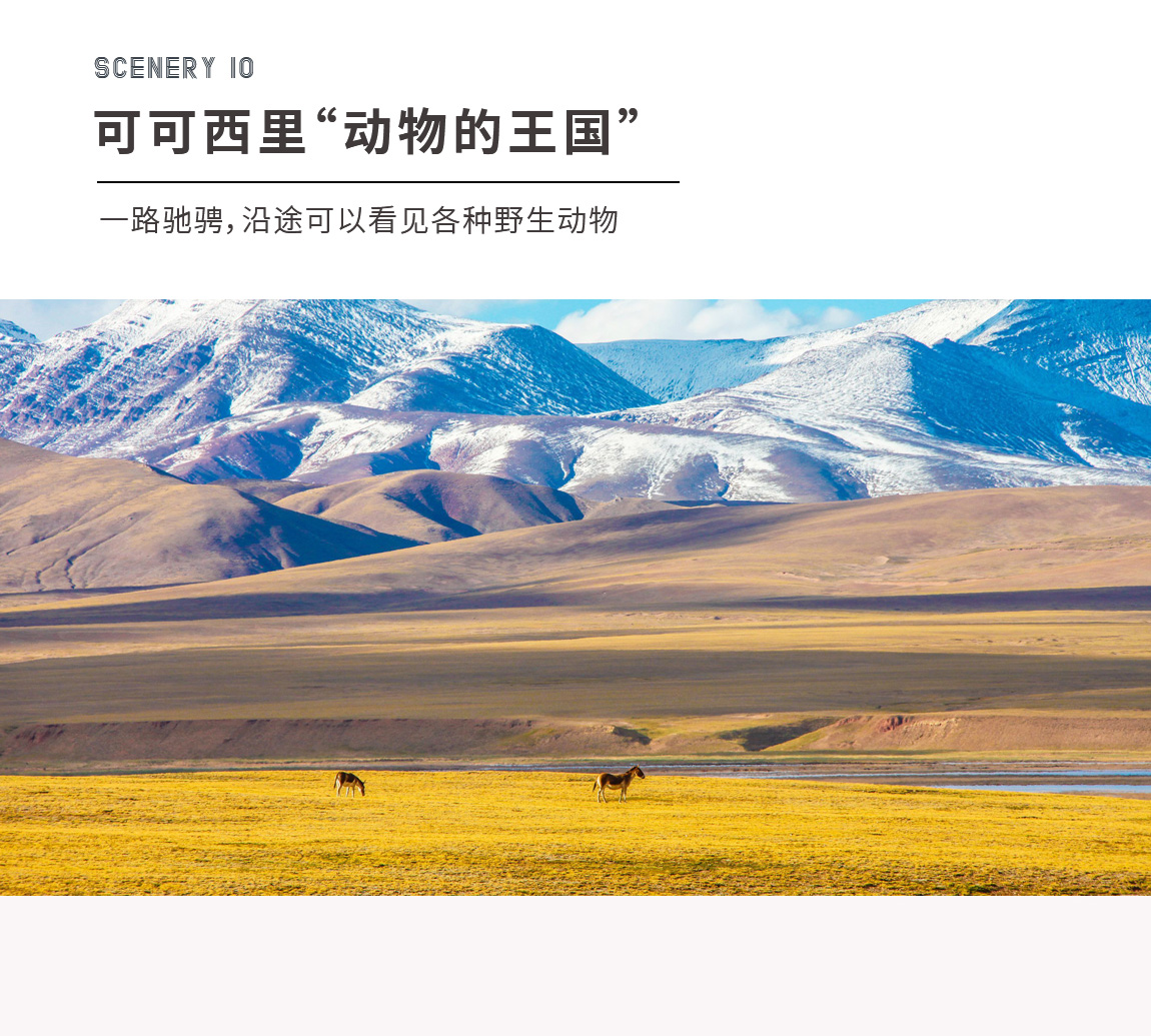 2025版挑战第三极-详情页2_12